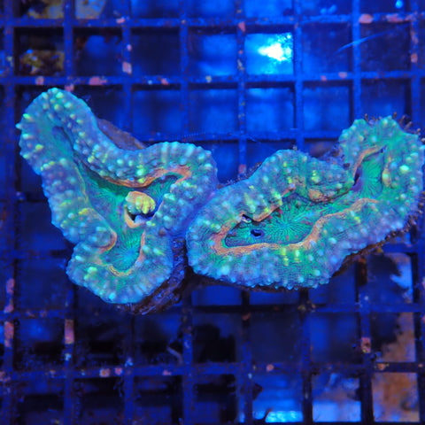Pachysepta (Acan) AA005 | Acanthastrea pachysepta