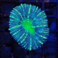 Pachysepta (Acan) AA006 | Acanthastrea pachysepta