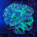Pachysepta (Acan) AA007 | Acanthastrea pachysepta