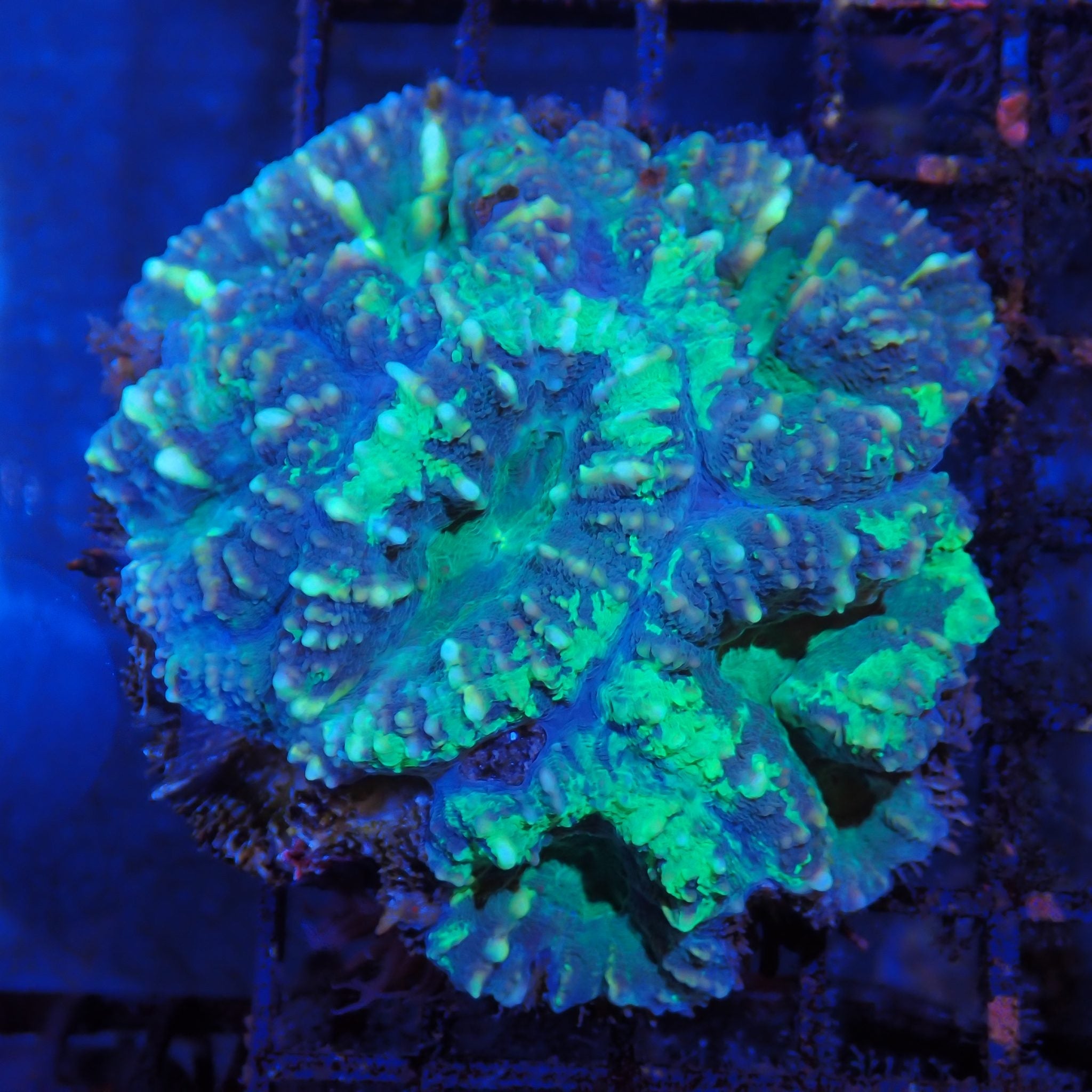 Pachysepta (Acan) AA007 | Acanthastrea pachysepta