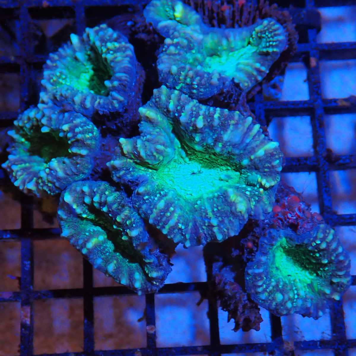 Pachysepta (Acan) AA008 | Acanthastrea pachysepta