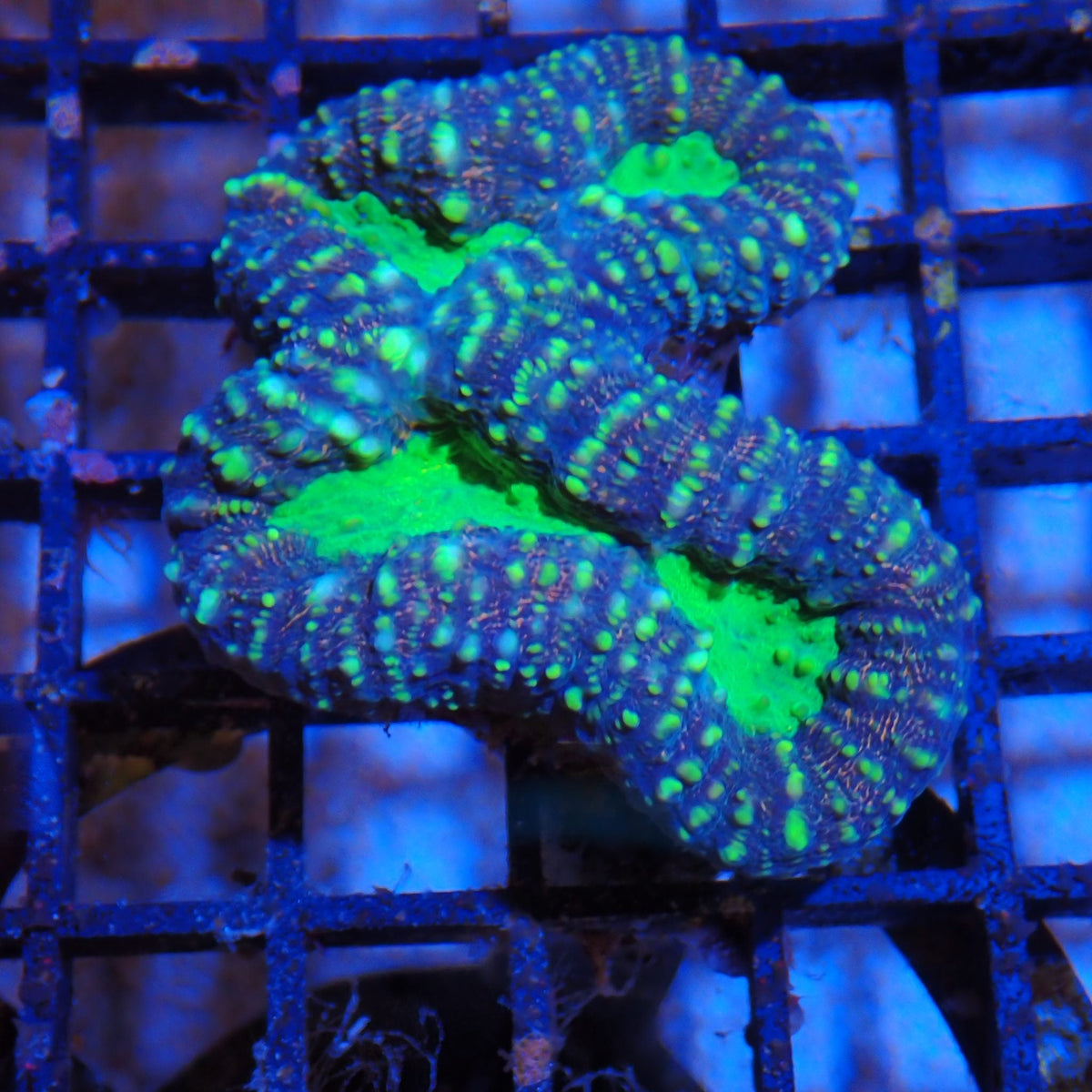 Pachysepta (Acan) AA009 | Acanthastrea pachysepta