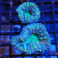 Pachysepta (Acan) AA010 | Acanthastrea pachysepta