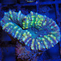 Pachysepta (Acan) AA011 | Acanthastrea pachysepta