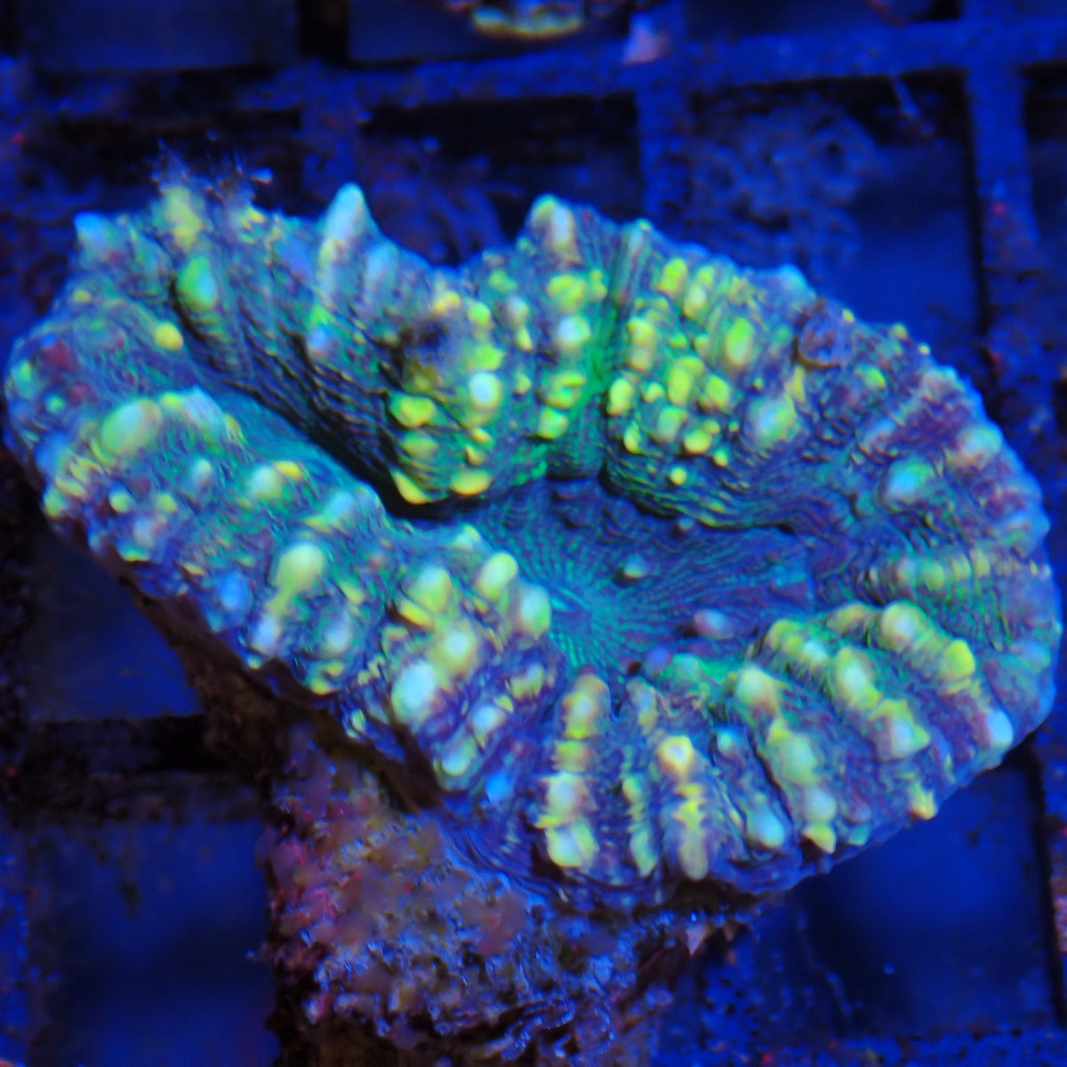 Pachysepta (Acan) AA011 | Acanthastrea pachysepta