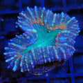 Pachysepta (Acan) AA012 | Acanthastrea pachysepta
