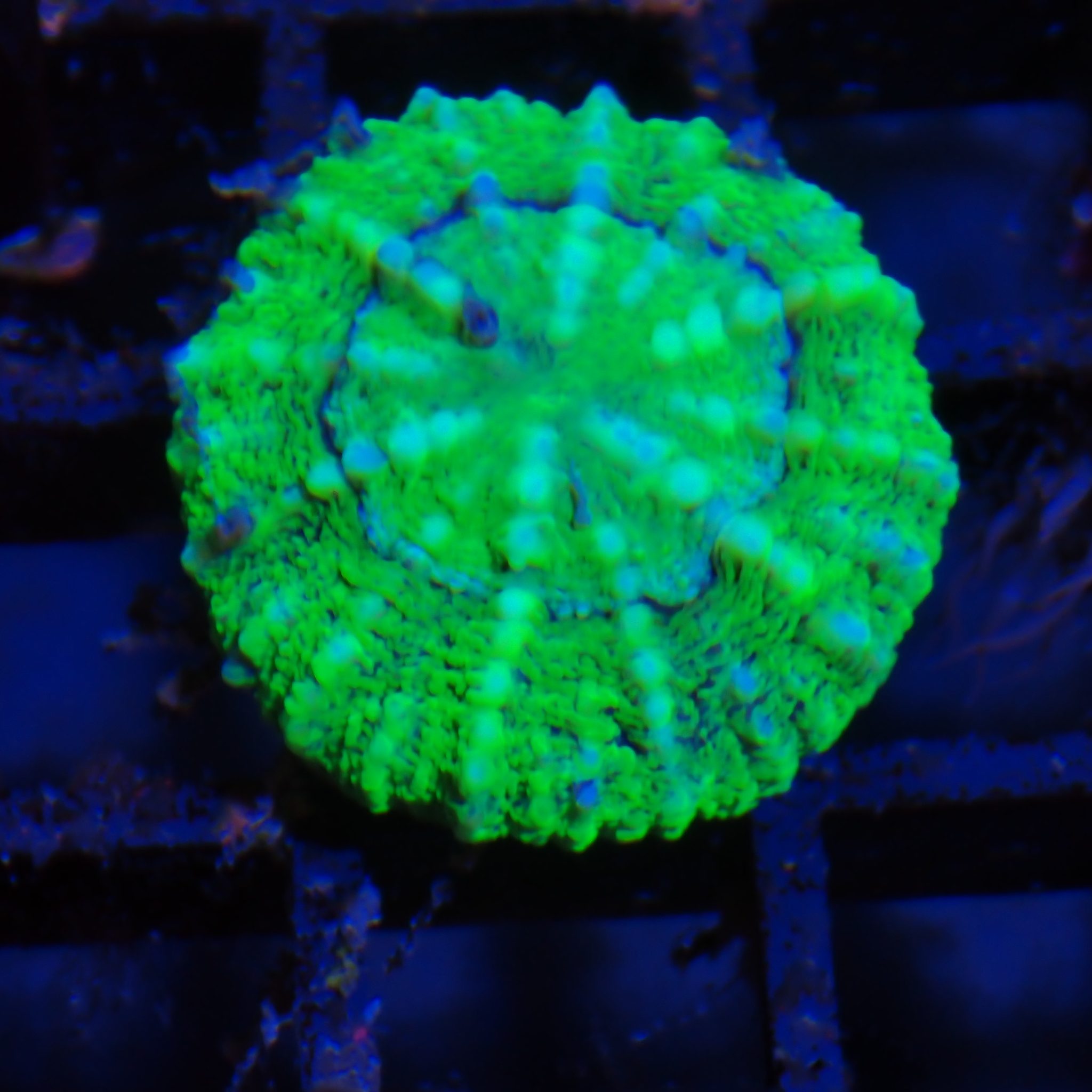 Pachysepta (Acan) AA013 | Acanthastrea pachysepta