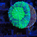 Pachysepta (Acan) AA014 | Acanthastrea pachysepta