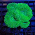 Pachysepta (Acan) AA015 | Acanthastrea pachysepta