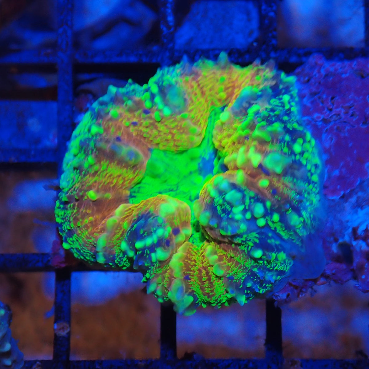 Pachysepta (Acan) AA016 | Acanthastrea pachysepta