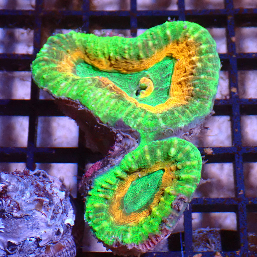 Pachysepta (Acan) AA001 | Acanthastrea pachysepta - Red Sea 15K