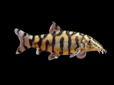 Pakistani Loach