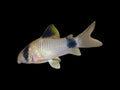 Panda Corydoras
