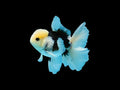 Panda Oranda