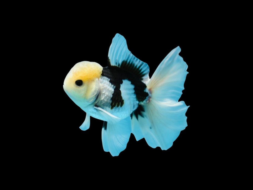 Panda Oranda