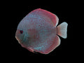 Panthera Discus
