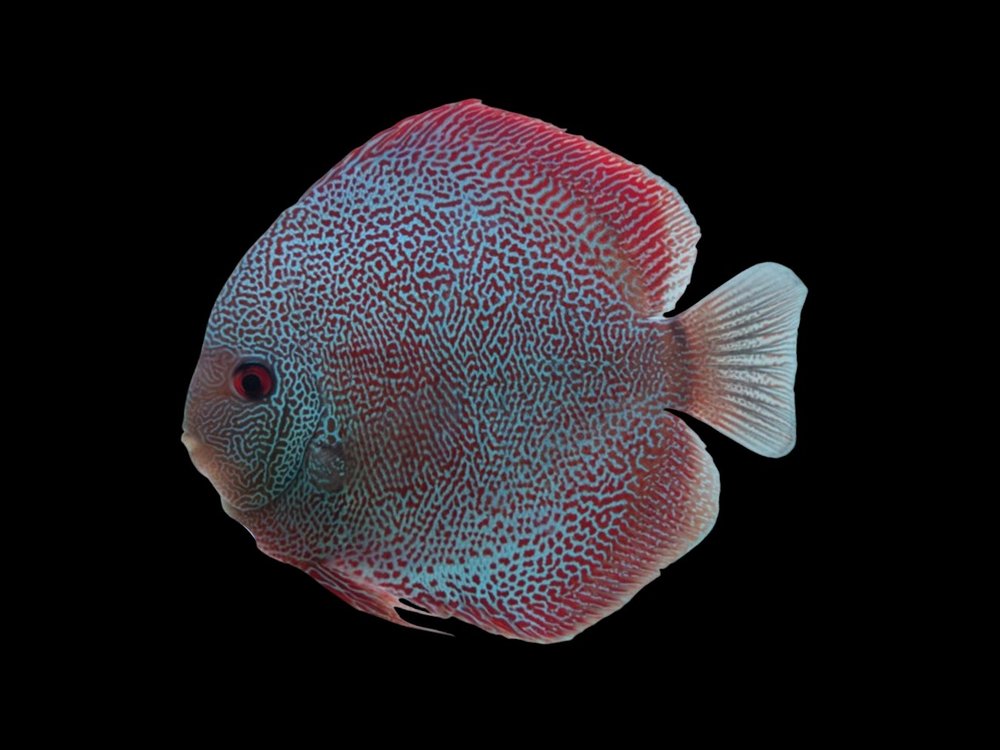 Panthera Discus