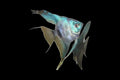 Paraiba Angelfish