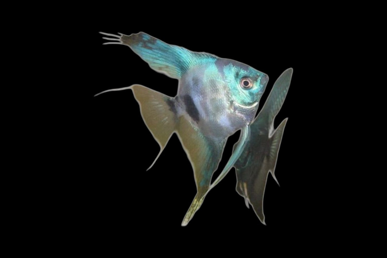 Paraiba Angelfish