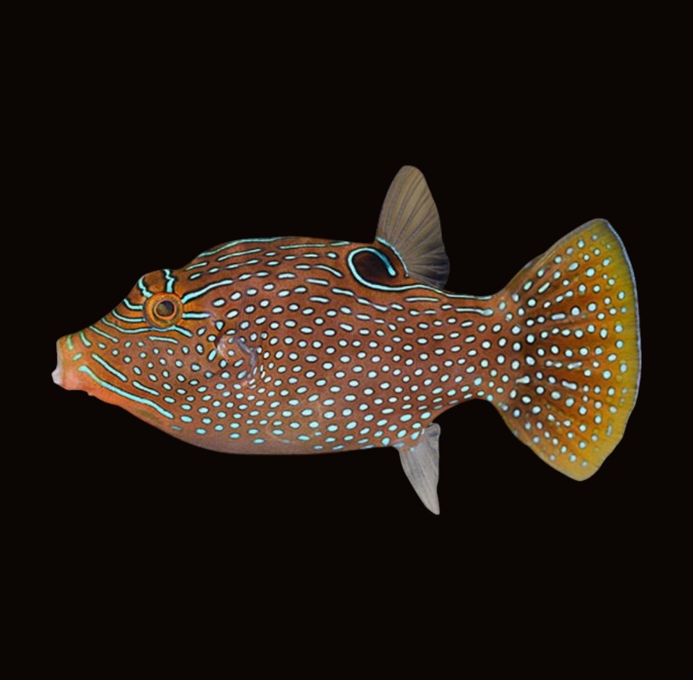 Peacock Pufferfish | Canthigaster margaritata