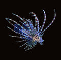 Peacock Volitan Lionfish | Pterois volitans