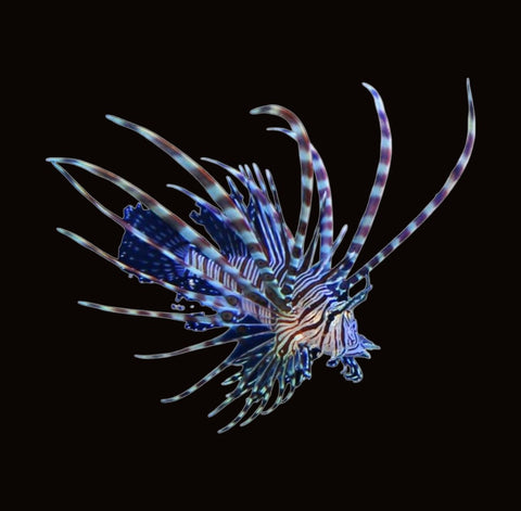 Peacock Volitan Lionfish | Pterois volitans