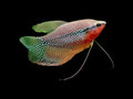 Pearl Gourami