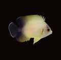 Half Black Angelfish | Centropyge vrolikii