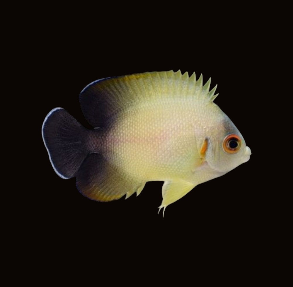 Half Black Angelfish | Centropyge vrolikii