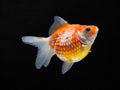 Pearlscale Goldfish