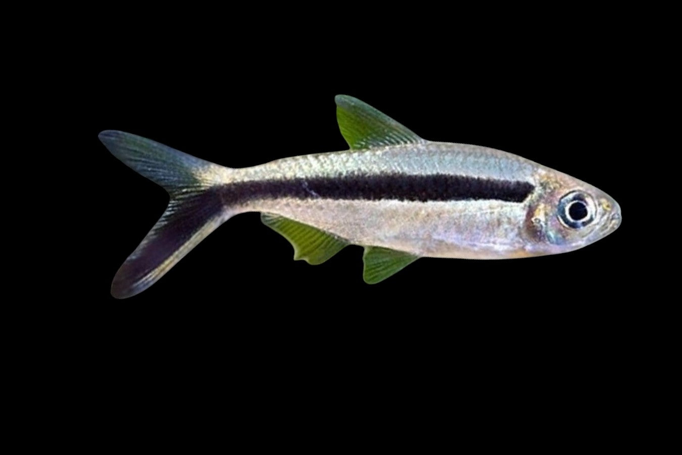 Penguin Tetra