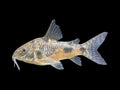 Pepper Corydoras