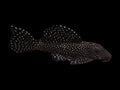 Peppermint Bristlenose