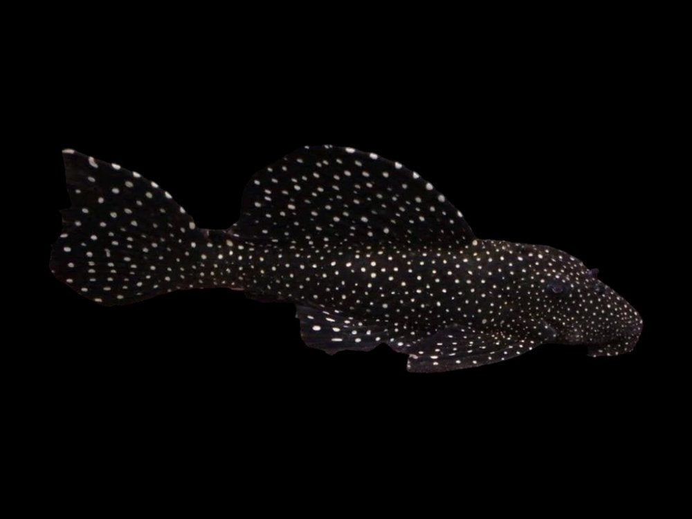 Peppermint Bristlenose