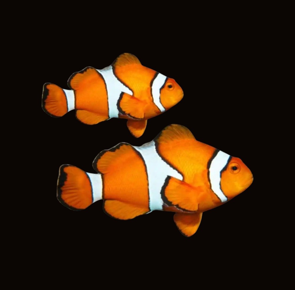Percula Clownfish Wild Pair | Amphiprion percula