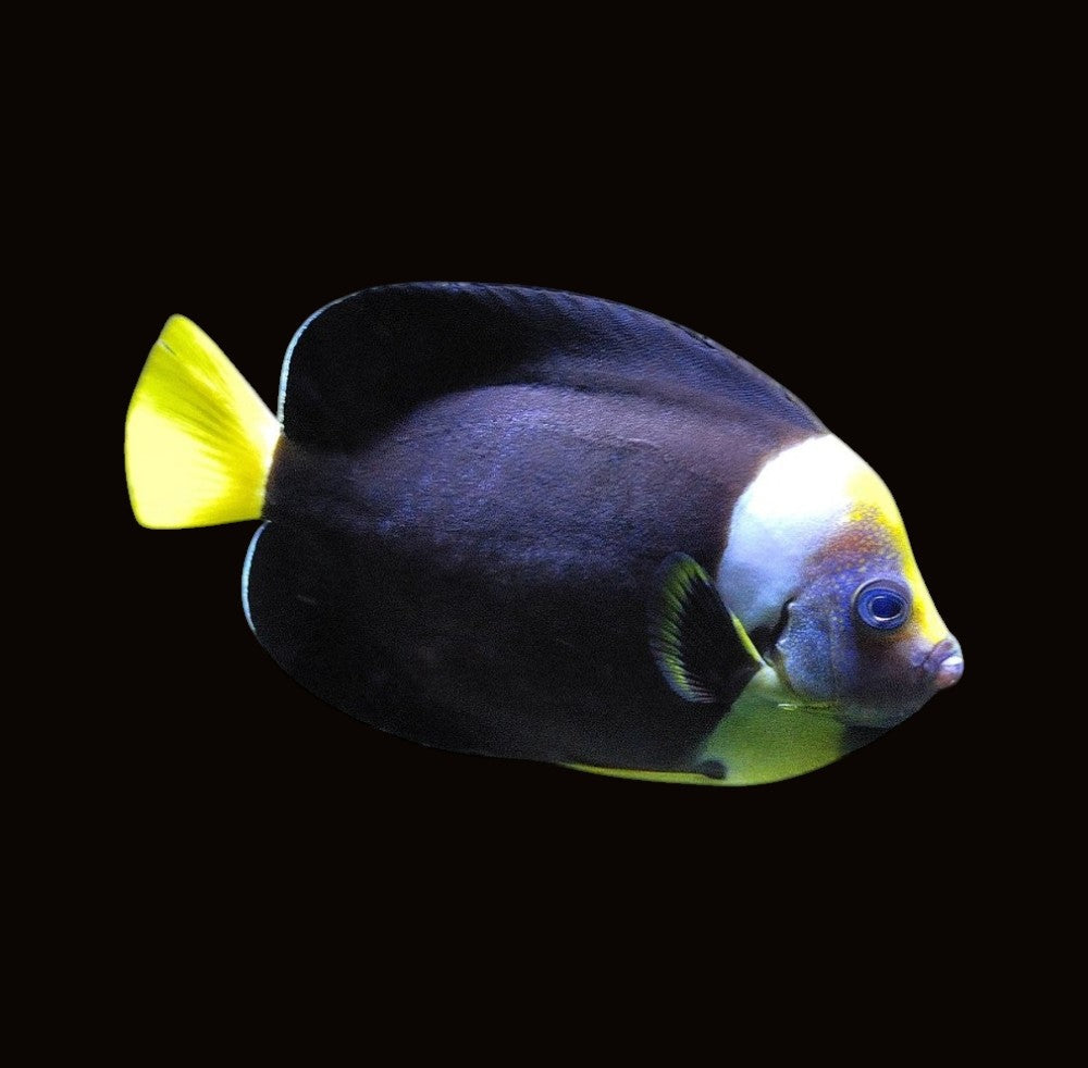 Personifer Angelfish Female | Chaetodontoplus meredithi