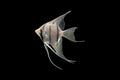 Peruvian Altum Angelfish