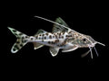 Pictus Catfish