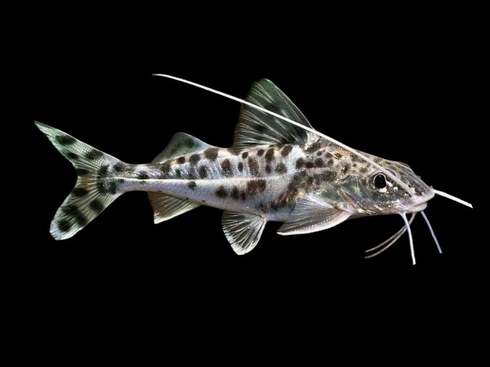 Pictus Catfish
