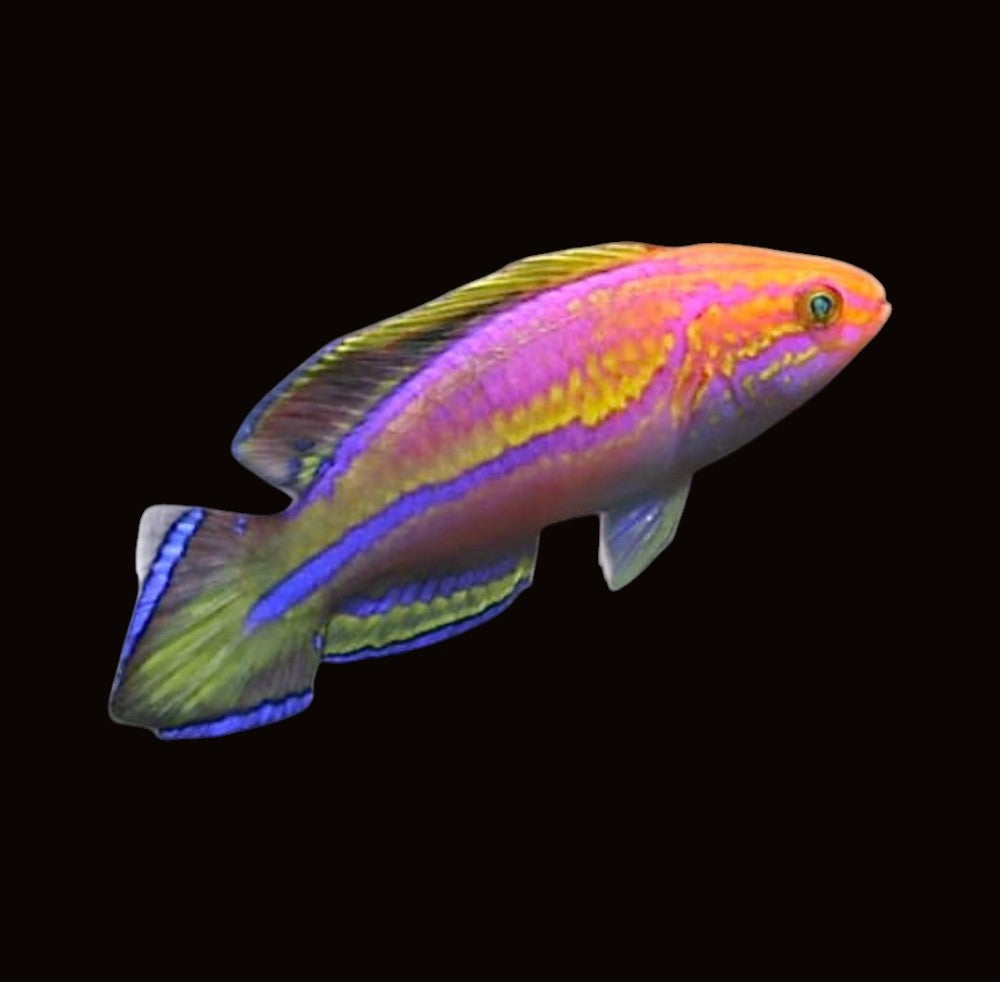Pin Tail Fairy Wrasse | Cirrhilabrus isosceles