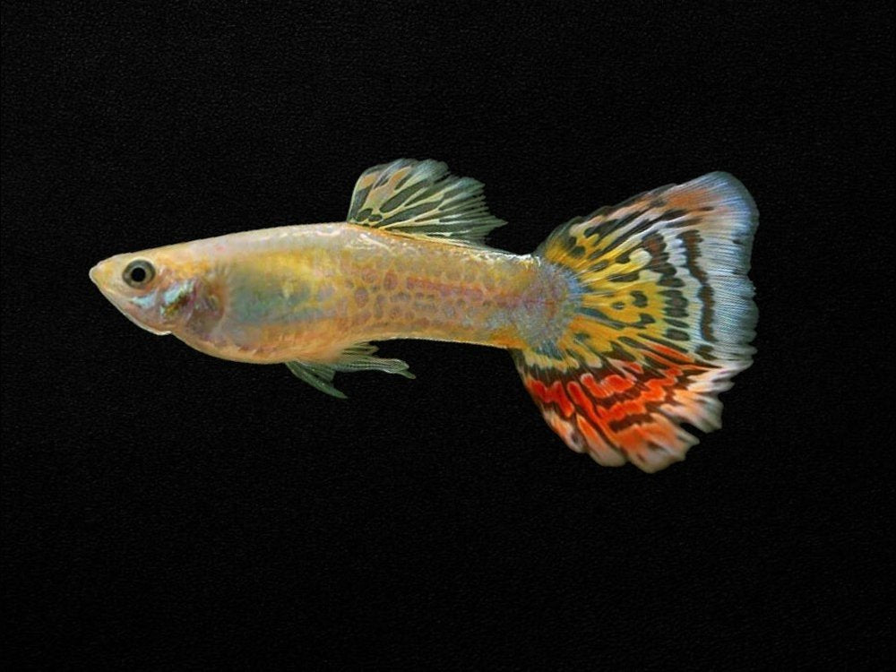 Pineapple Guppy Male