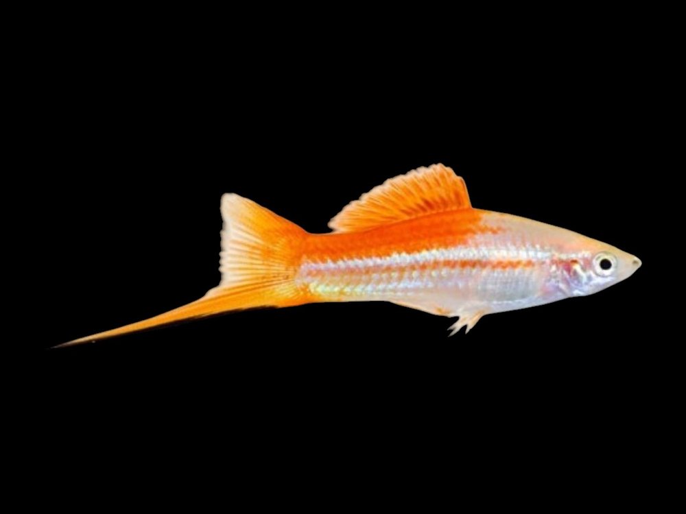 Pineapple Swordtail