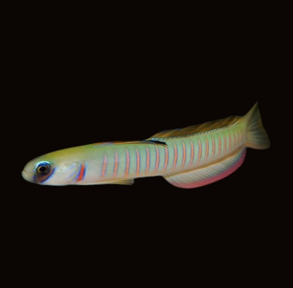 Pink Barred Zebra Goby | Ptereleotris zebra