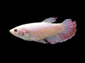 Pink Plakat Female