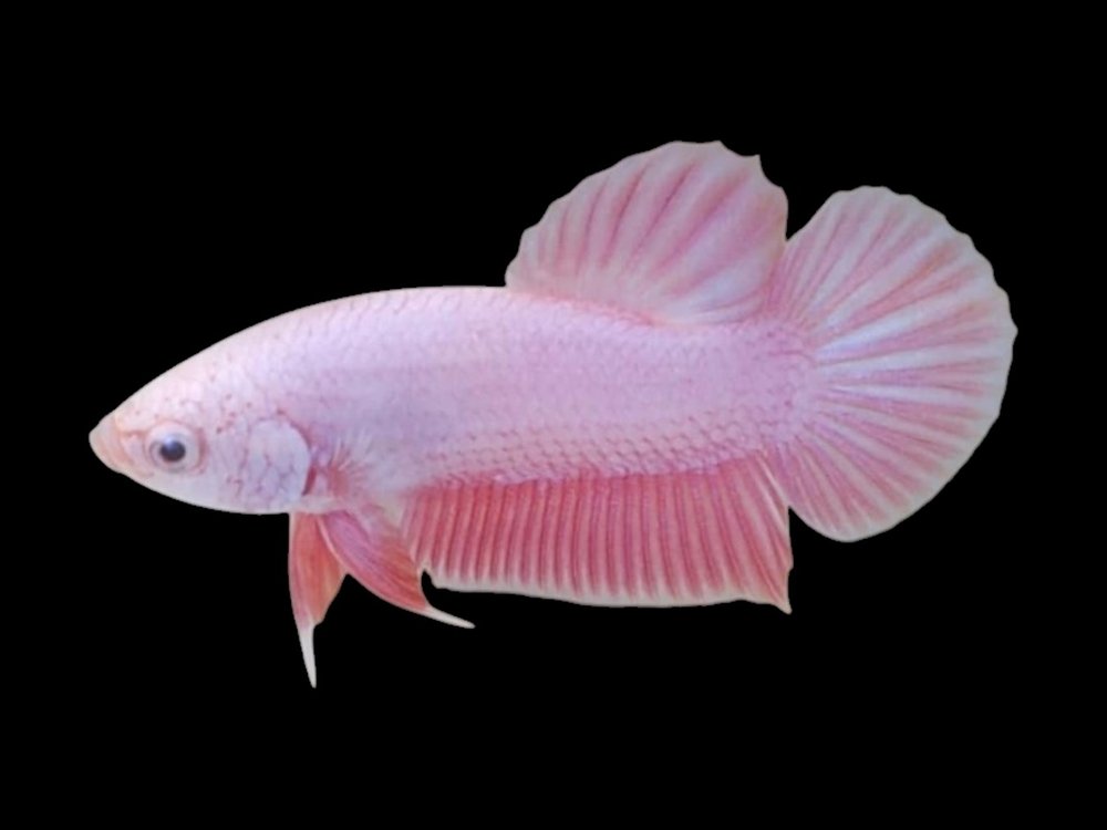 Pink Samurai Female