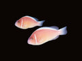 Pink Skunk Clownfish Wild Pair | Amphiprion perideraion