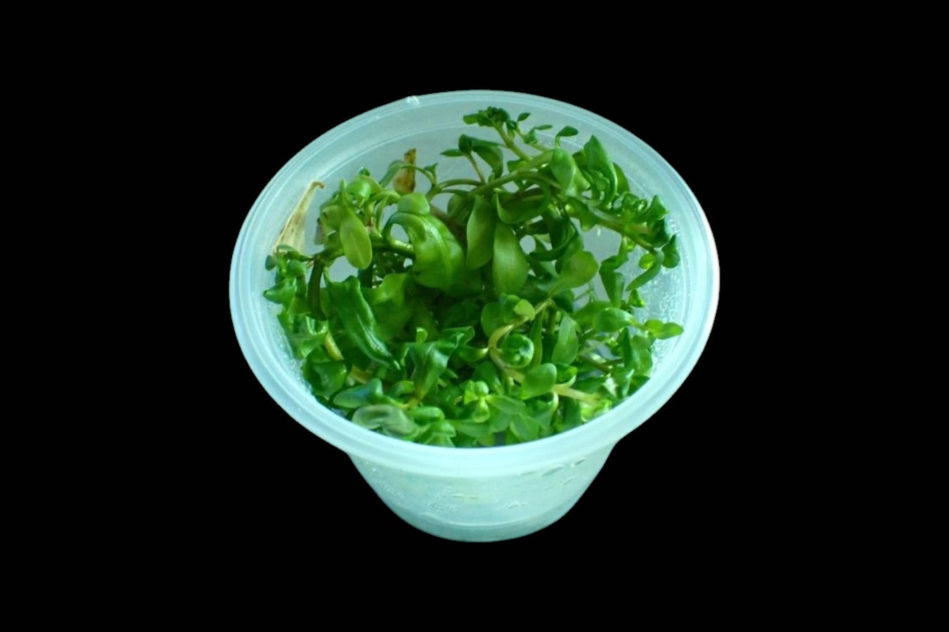 Ammania Senegalensis