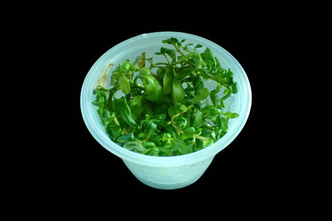 Ammania Senegalensis