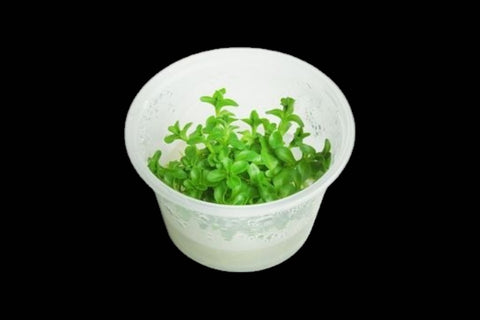 BACOPA AMPLEXICAULIS GIANT RED