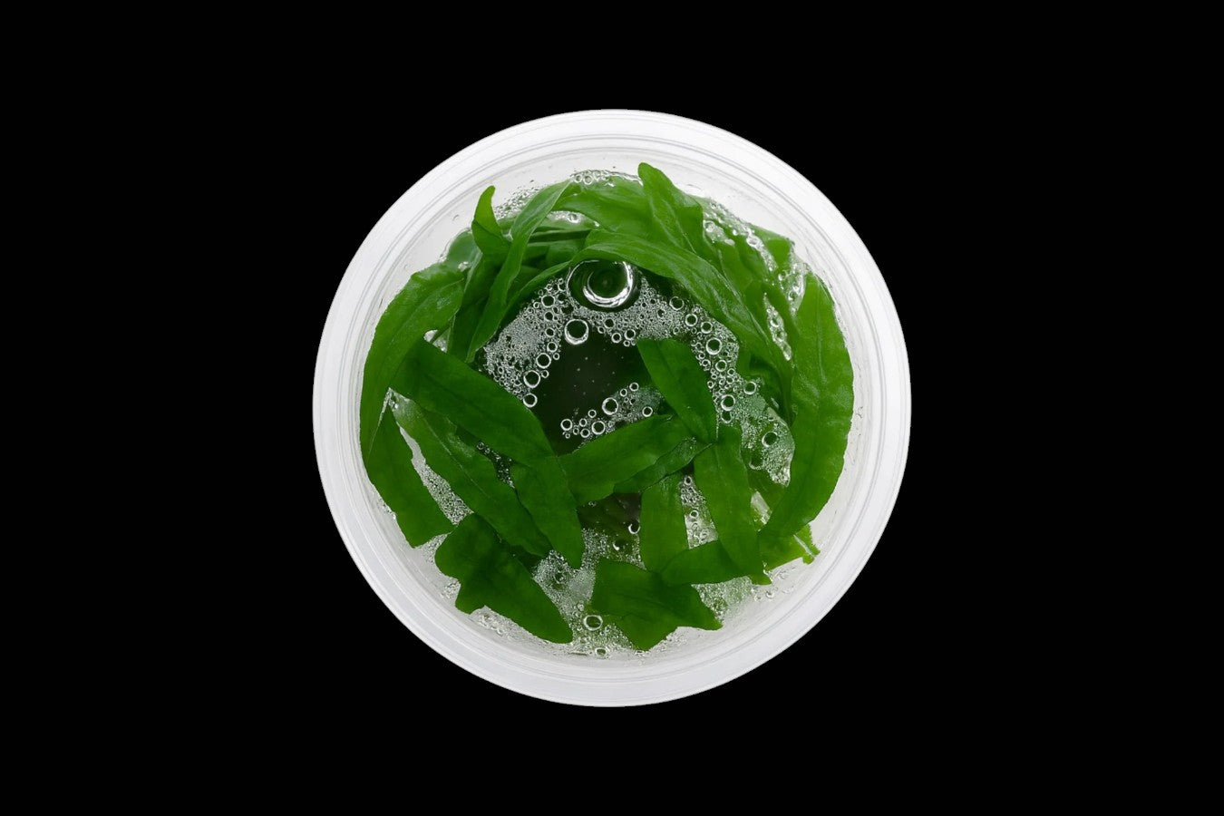 Cryptocoryne Balansae
